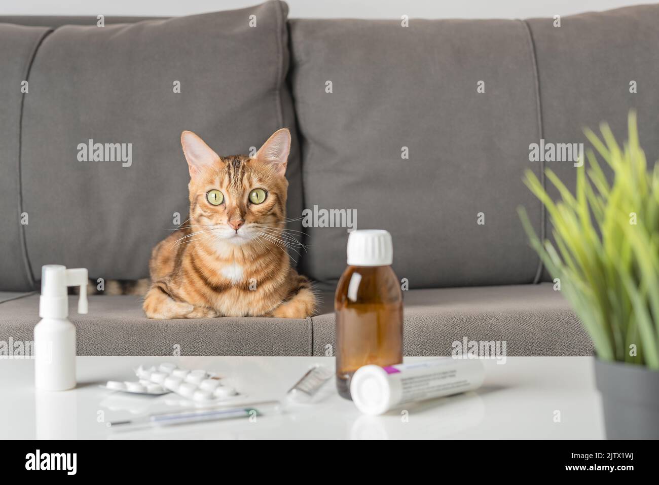 Un gatto con un raffreddore o influenza si siede su un divano vicino a un tavolo con farmaci. Il concetto di raffreddore. Foto Stock