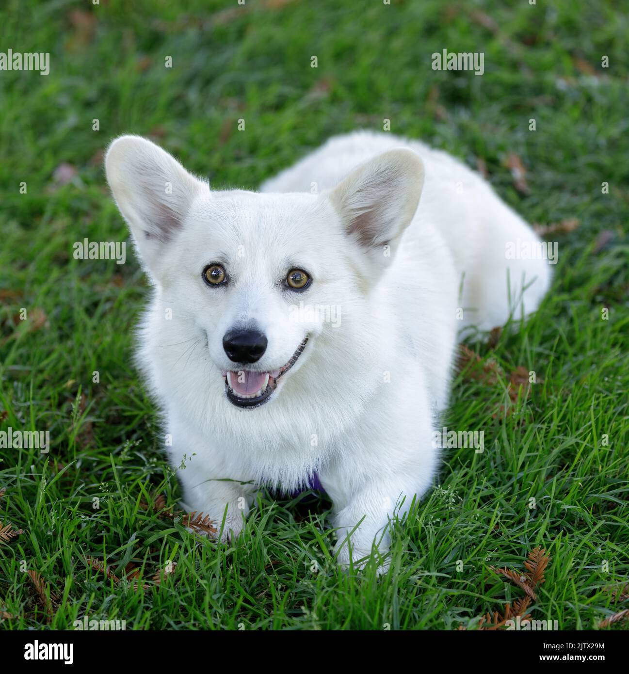Pembroke White Corgi Puppy maschio di 2 anni sdraiato sull'erba e guardando la macchina fotografica. Parco per cani fuori dal guinzaglio nella California settentrionale. Foto Stock