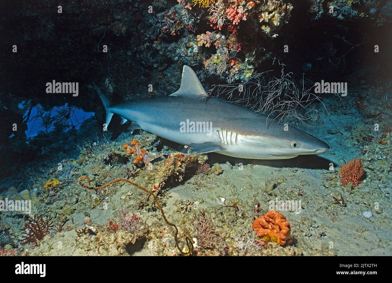 Gray Reef Shark (Carcharhinus amblyrhynchos), sotto una sporgenza del reef, Maldive, Oceano Indiano, Asia Foto Stock
