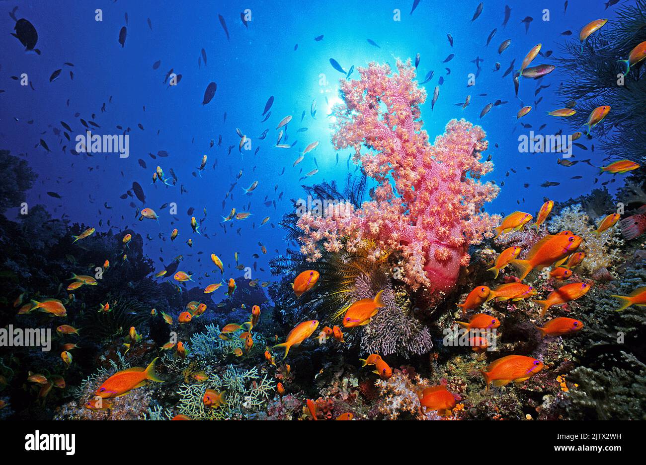 Scena della barriera corallina, fagottino delle fate dei gioielli o anthias (Pseudanthias squamipinnis) in crociera presso un Red Caulilfower (Dendronephthya klunzingeri), Maldive Foto Stock
