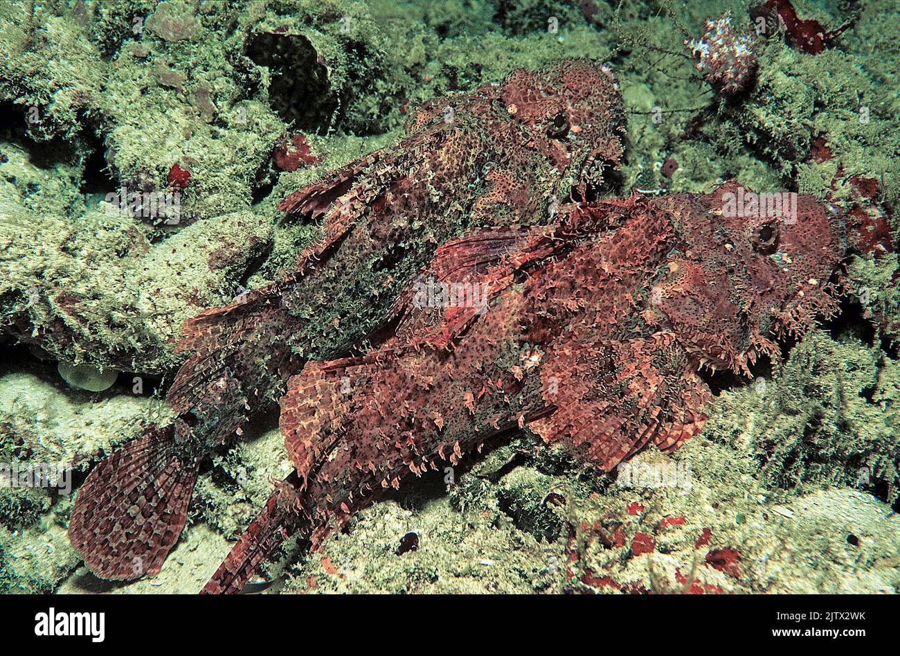 Scorfano di Raggy o scorfano di Smallscall (Scorpaenopsis venosa), coppia in una barriera corallina, Maldive, Oceano Indiano, Asia Foto Stock