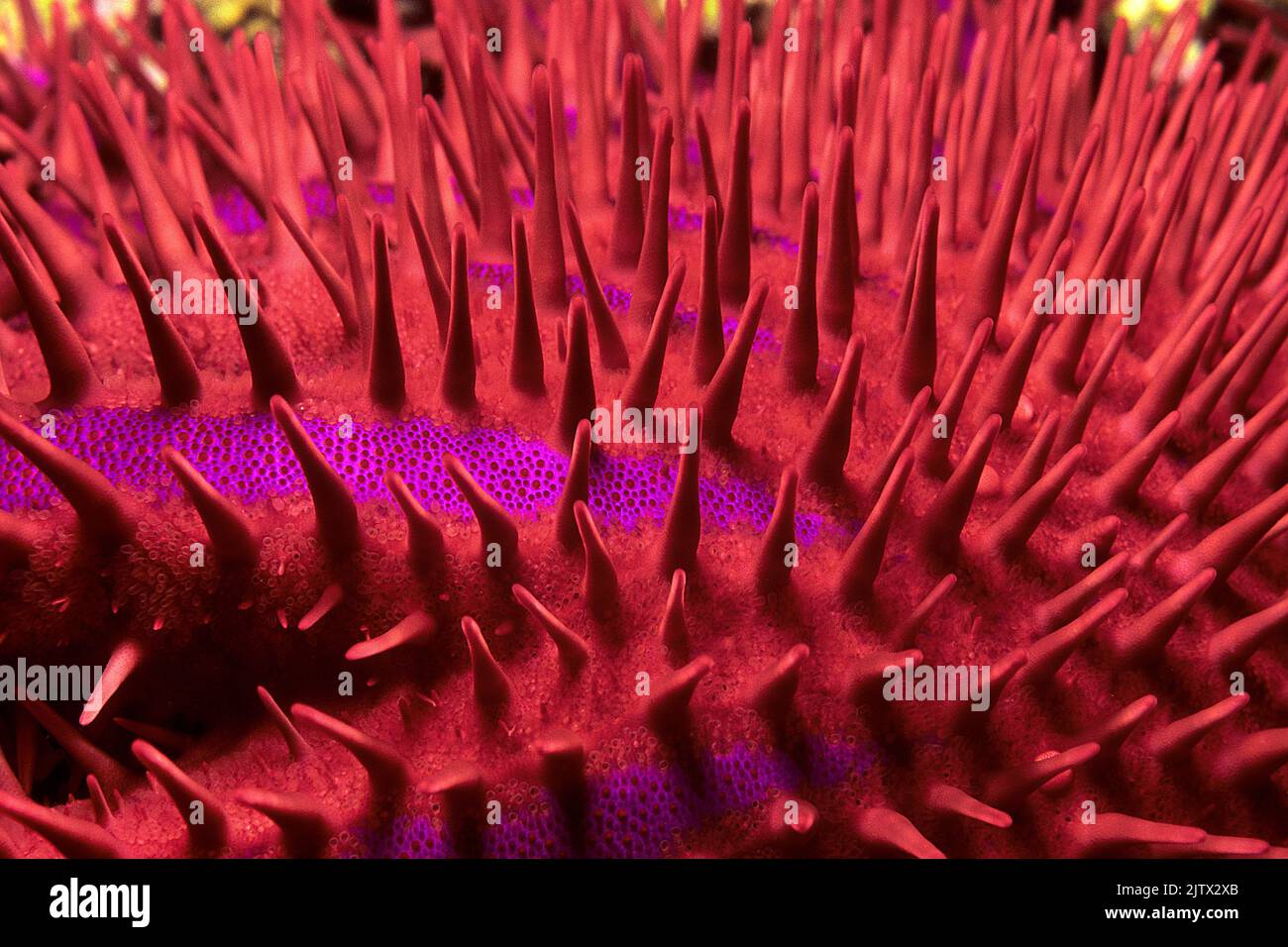 Spine di una corona di spine Starfish (Acanthaster planci), le stelle marine è un predatore della barriera corallina, coperto da spine molto affilate e velenose, Maldive Foto Stock