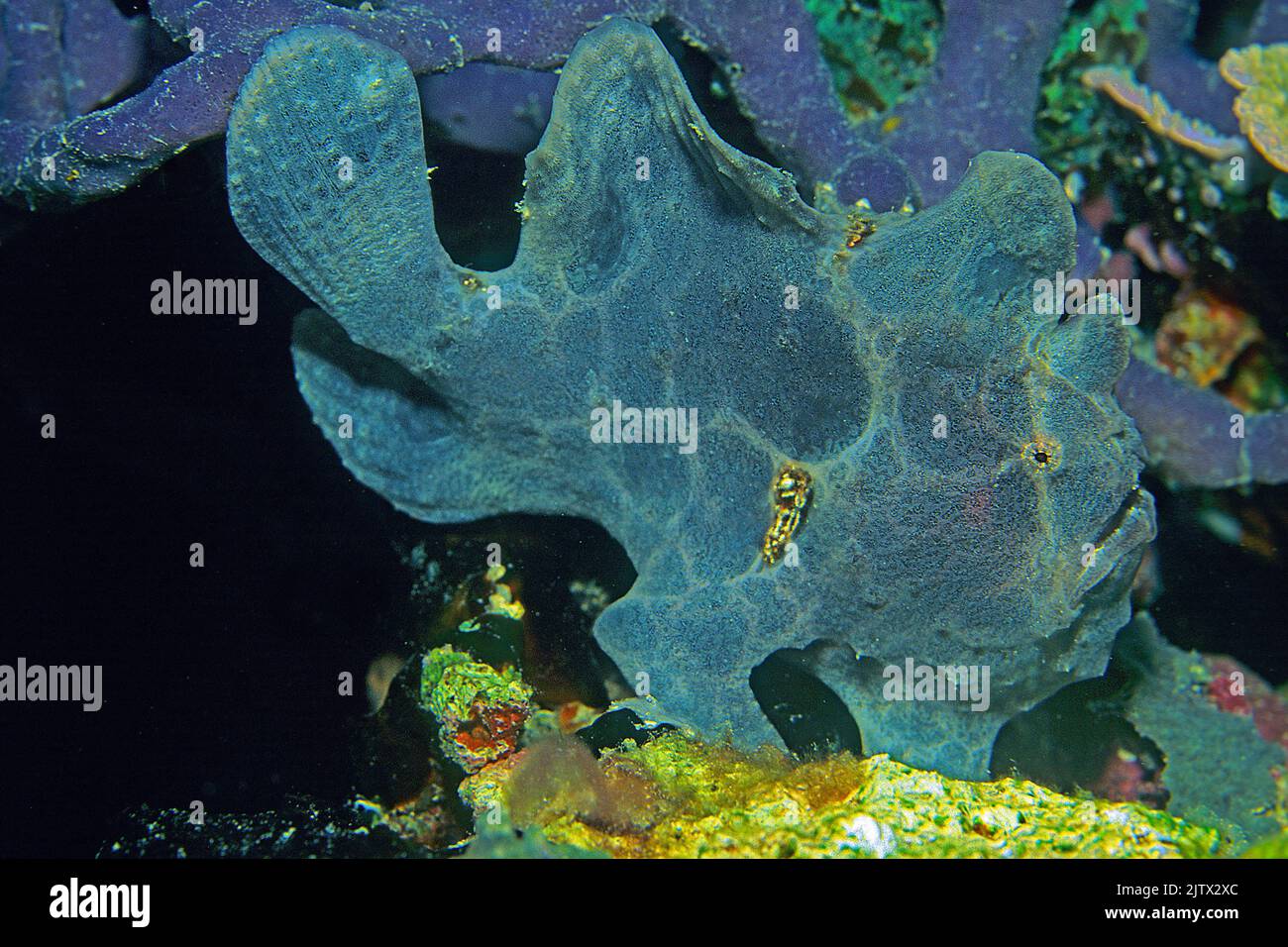 Rana pescatrice gigante (Antennarius commersoni), Atollo di Ari, Maldive, Oceano Indiano, Asia Foto Stock