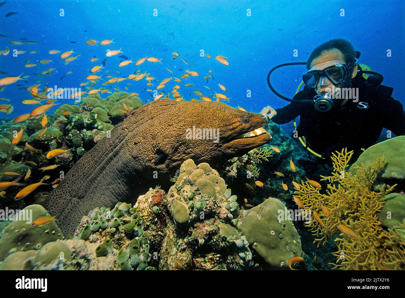 Scuba subacqueo guarda un gigante moray (Gymnothorax javanicus) in una barriera corallina, Maldive, Oceano Indiano, Asia Foto Stock