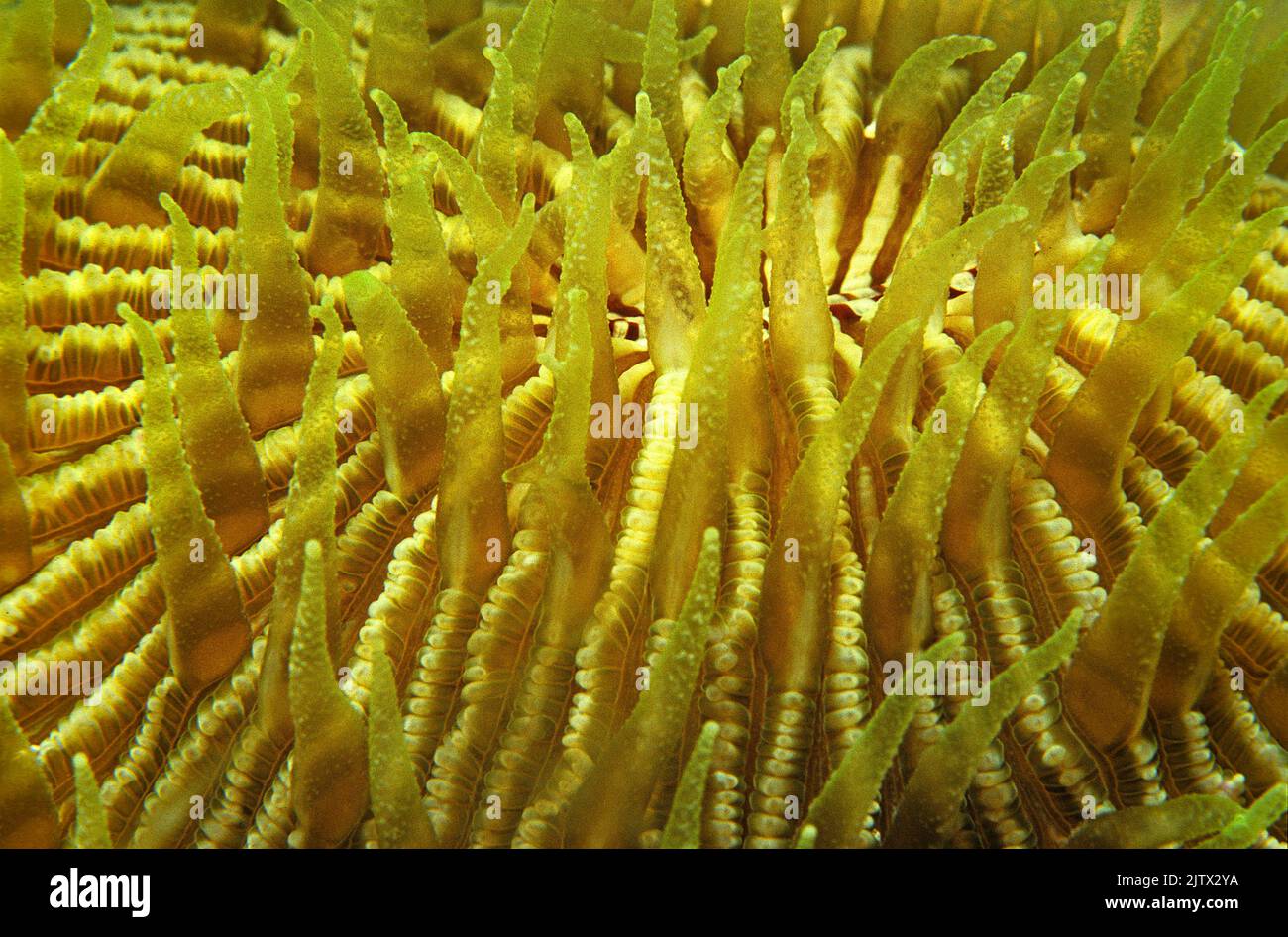 Corallo di funghi con polipi aperti (Cycloseris Cyclolites), Maldive, Oceano Indiano, Asia Foto Stock