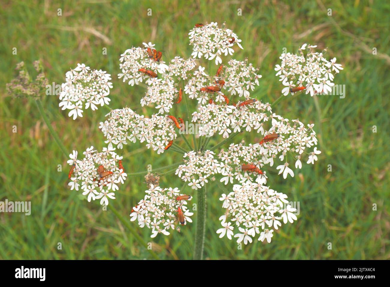 Coleotteri rossi, Rhagonycha fulva, su un fiore bianco in un campo, Herefordshire, Inghilterra Foto Stock