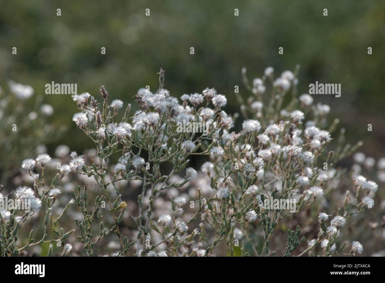 Lattuga cresciuto per semi. Lattuga che ha finito di fiorire nel giardino. Semi possono essere raccolti e seminati in agricoltura biologica primaverile Foto Stock