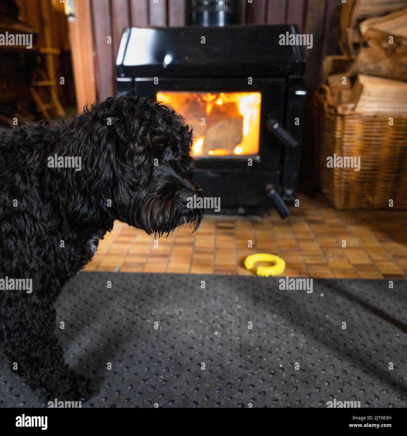 Un cane nero che cammina di fronte a un camino a casa accogliente. Formato verticale. Foto Stock