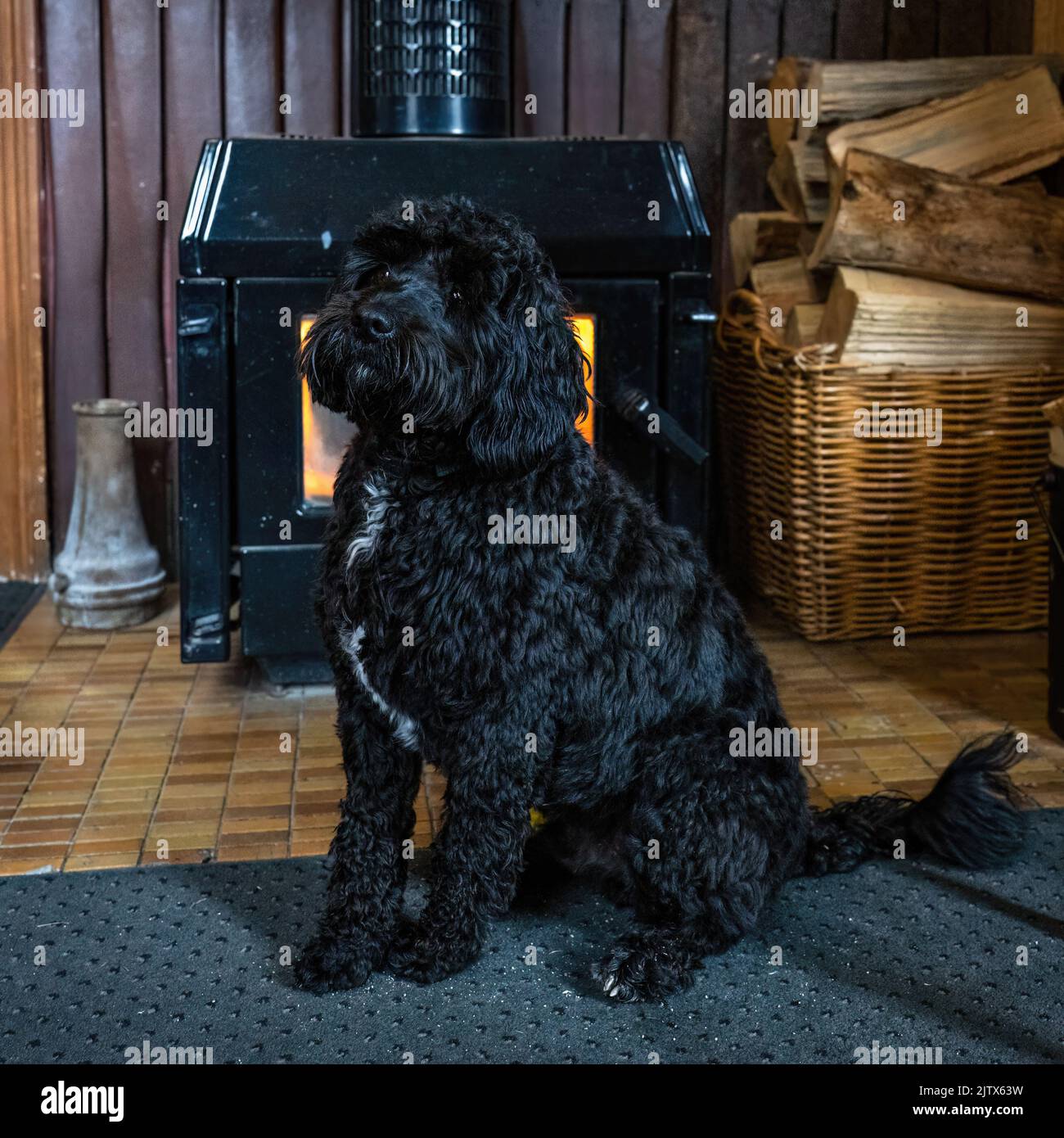 Un cane nero seduto di fronte a un camino a casa accogliente. Formato verticale. Foto Stock