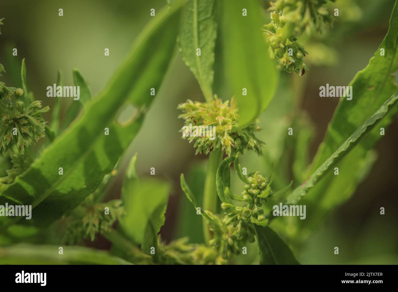 Il bacino d'oro (nome latino: Rumex maritimus) nella Serbia settentrionale Foto Stock