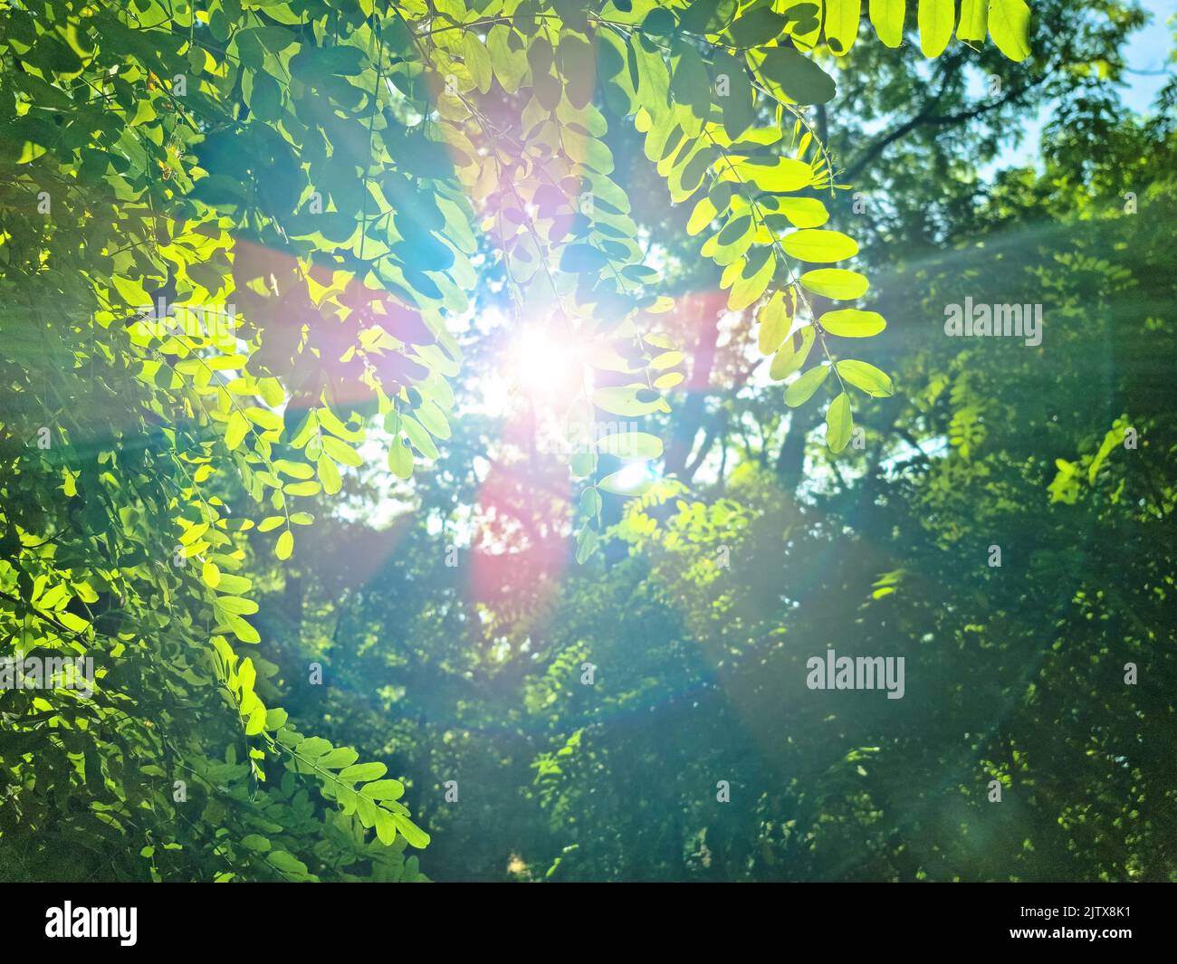 i raggi del sole con il bokeh radiante brilla attraverso gli alberi della foresta Foto Stock