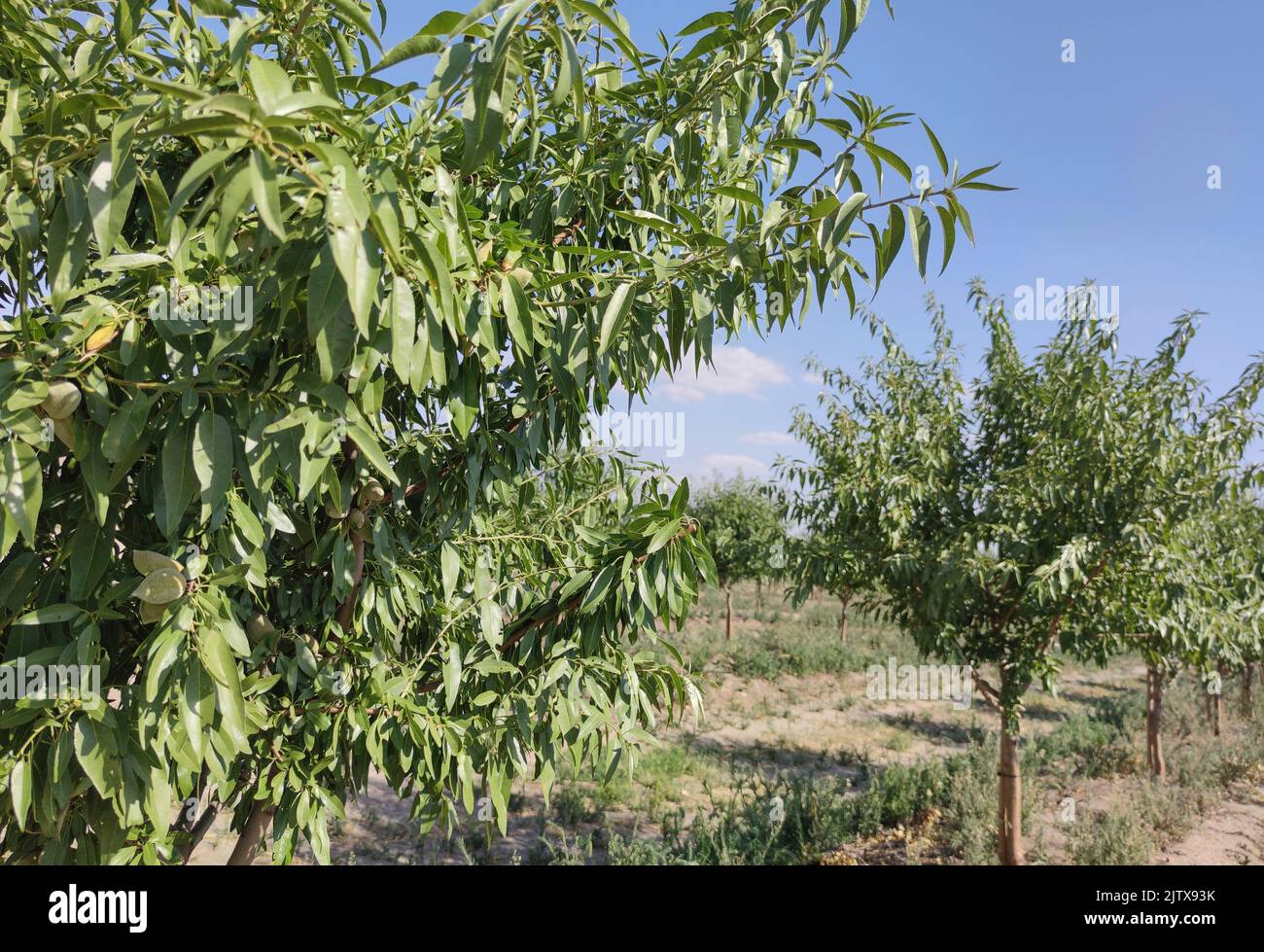 Giovane piantagione di mandorli in estate. Las Vegas Altas del Guadiana, Badajoz, Spagna. Foto Stock
