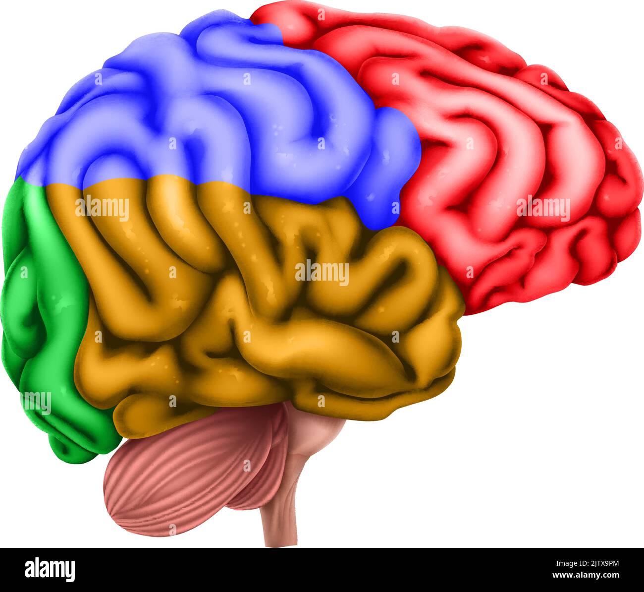 Regioni del cervello umano Lobes Anatomia Illustrazione Illustrazione Vettoriale
