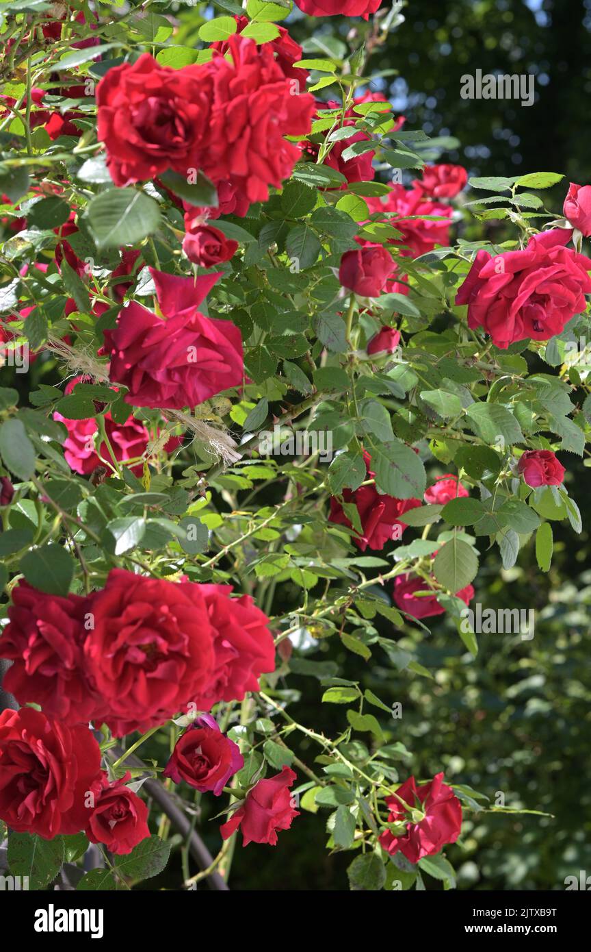 Un colpo verticale di rose rampicanti rosse in un giardino Foto Stock