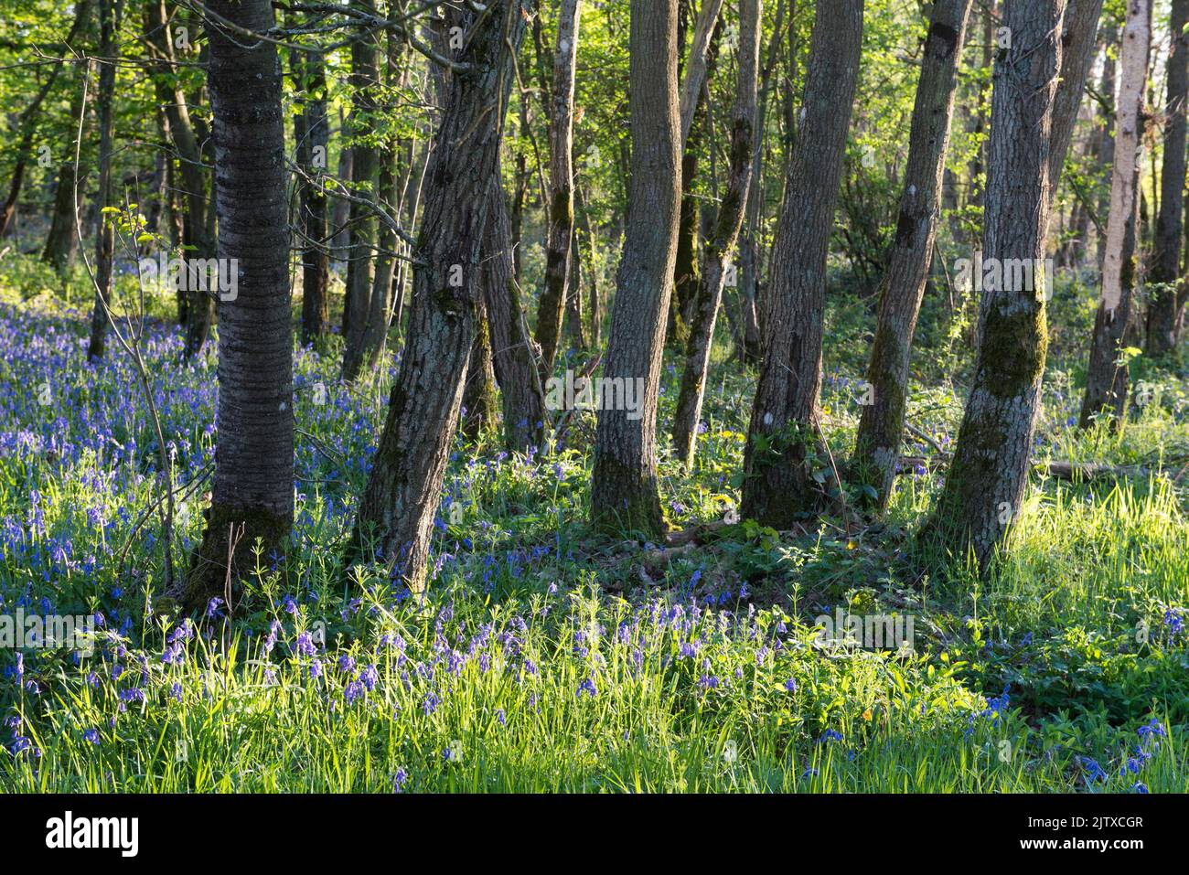 Bluebell wood, Common Bluebell, dipartimento dell'Eure-et-Loir, regione Centre-Val-de-Loire, Francia, Europa. Foto Stock