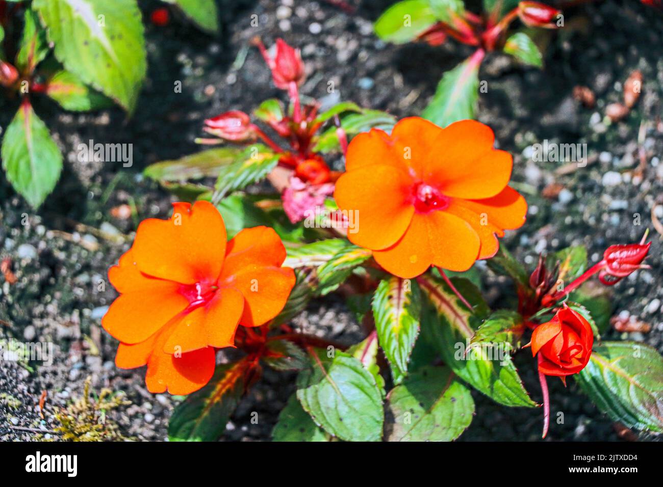 Impatiens arancio (Balsaminaceae). Foto Stock