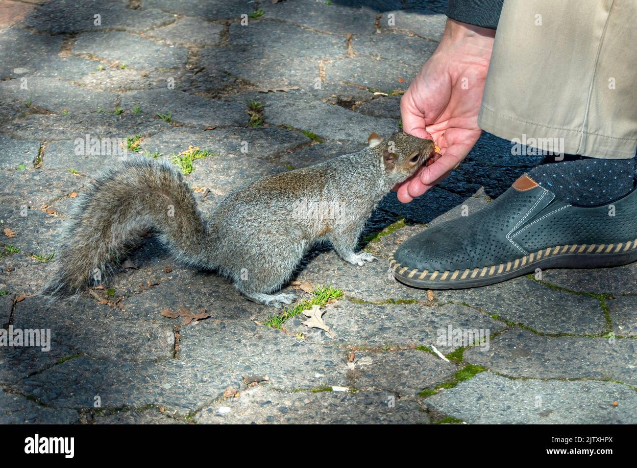 Uno scoiattolo grigio carino primo piano mangiare una noce da una mano umana. Messa a fuoco selettiva Foto Stock
