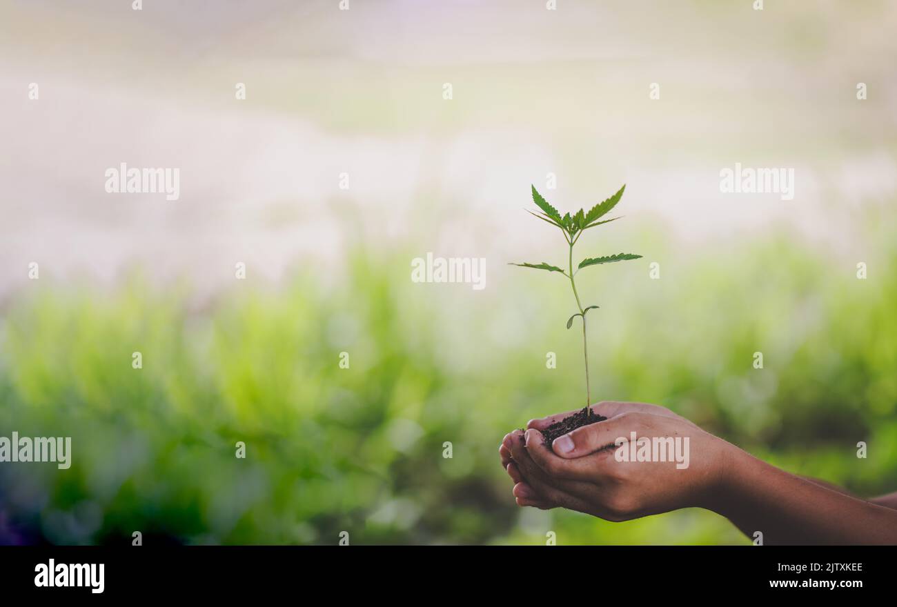 Primo piano bambino che tiene in mano la pianta verde, amiamo il mondo di ideas.World Environment Day Foto Stock