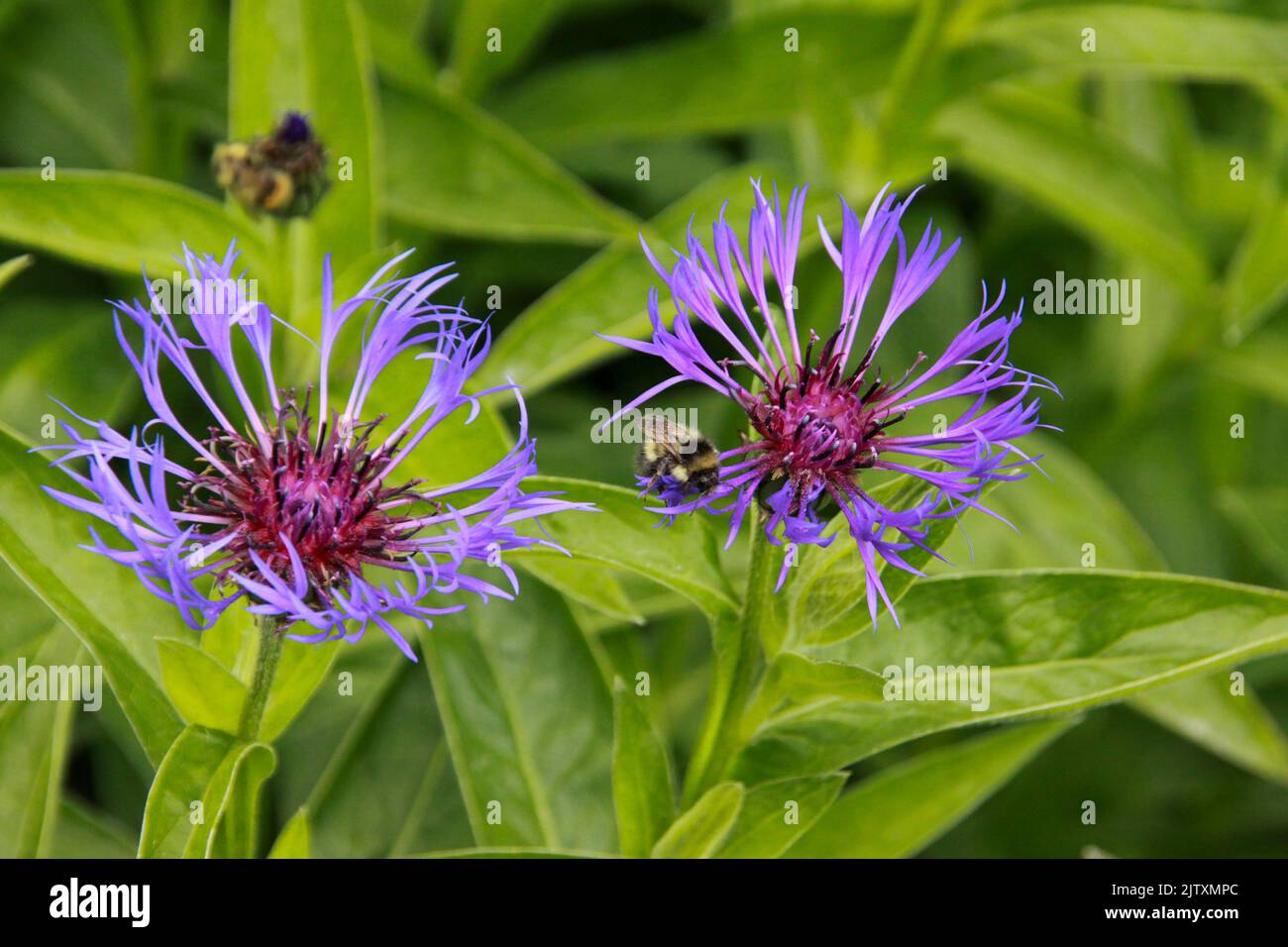 Fiori di campo viola a Valdez, Alaska Foto Stock