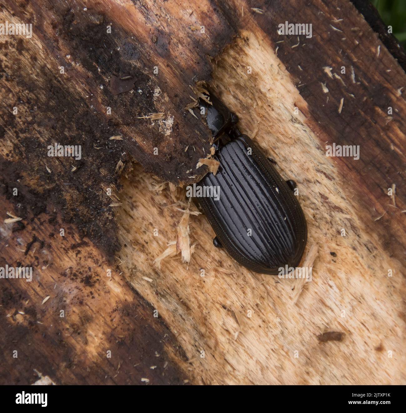 Beetle di Bess Nero, Beetle di Passalide comune (rugiceps di Pharochilus) che mangia nel legno bagnato vecchio in giardino del Queensland. Estate. Australia. Foto Stock