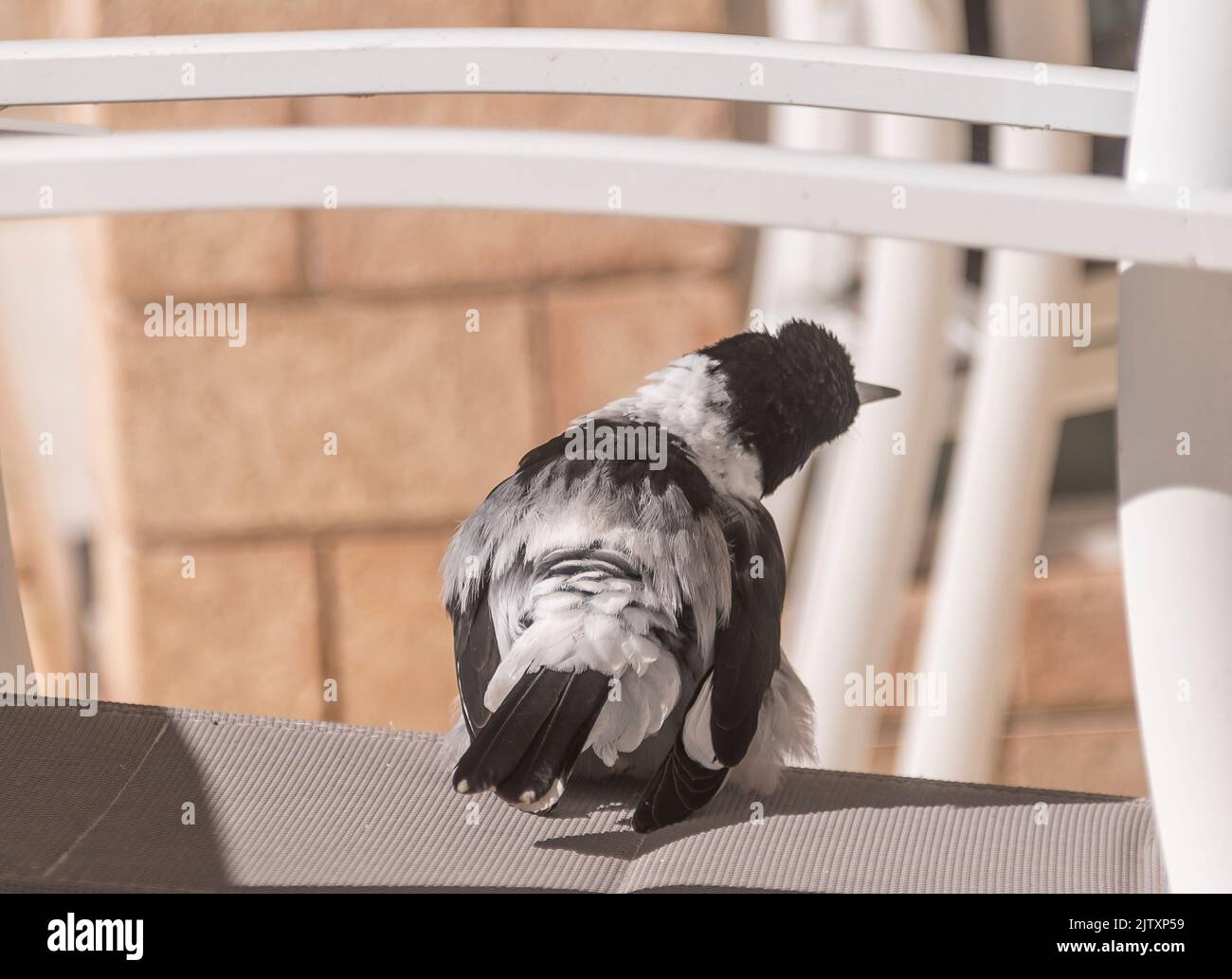 Adulto pied butcherbird, Cracticus nigrogularis, rilassarsi al sole su sedia da giardino nel Queensland, Australia. Le piume si sono sciolse per prendere il sole. Foto Stock