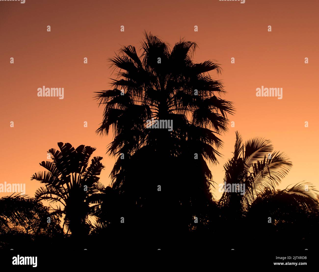 Silhouette di Washingtonia robusta (palma fan messicana, washingtonia messicana, palma fan cotone messicano), al tramonto nel giardino del Queensland, Australia Foto Stock