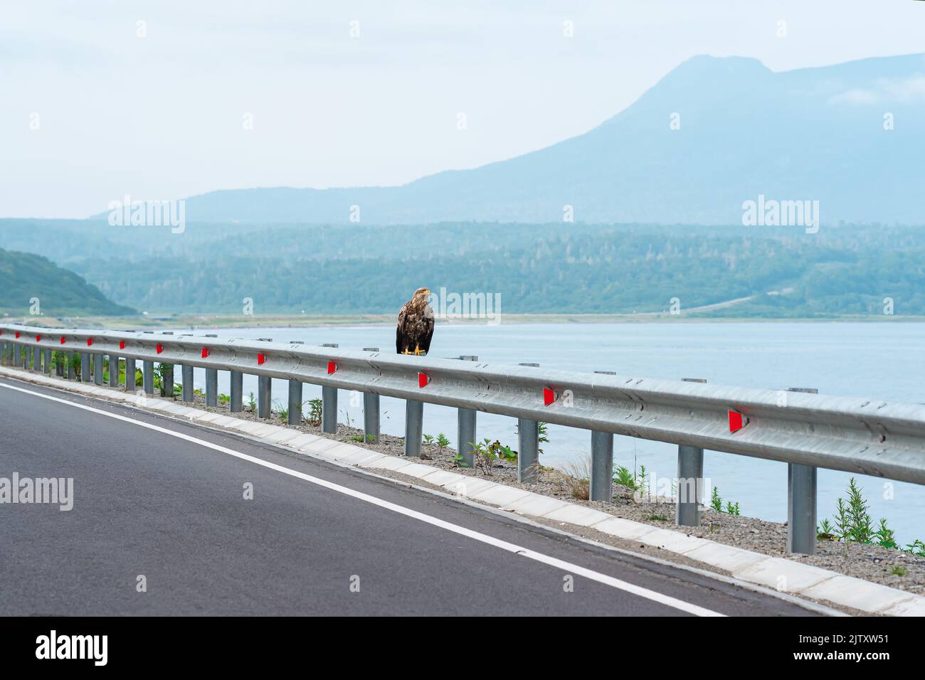 L'aquila di mare grigia si trova su una barriera stradale al limitare di un'autostrada costiera sullo sfondo di una baia nebbiosa, l'isola di Kunashir Foto Stock