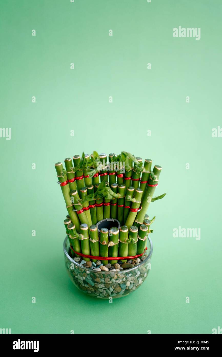 Bambù fortunato, piccole piante in un vaso per decorare la casa e l'edificio degli uffici isolato su sfondo verde Foto Stock