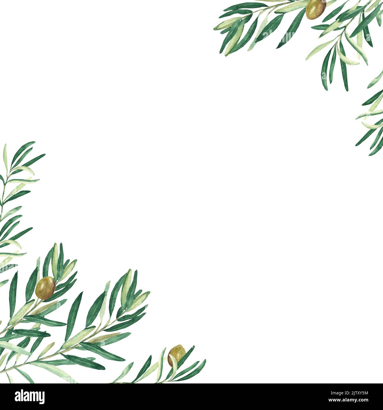 Gli angoli dell'olivo. Olive verdi. Illustrazione del cibo vegano. Illustrazione botanica acquerello disegnata a mano isolata su sfondo bianco. Può essere utilizzato per Foto Stock