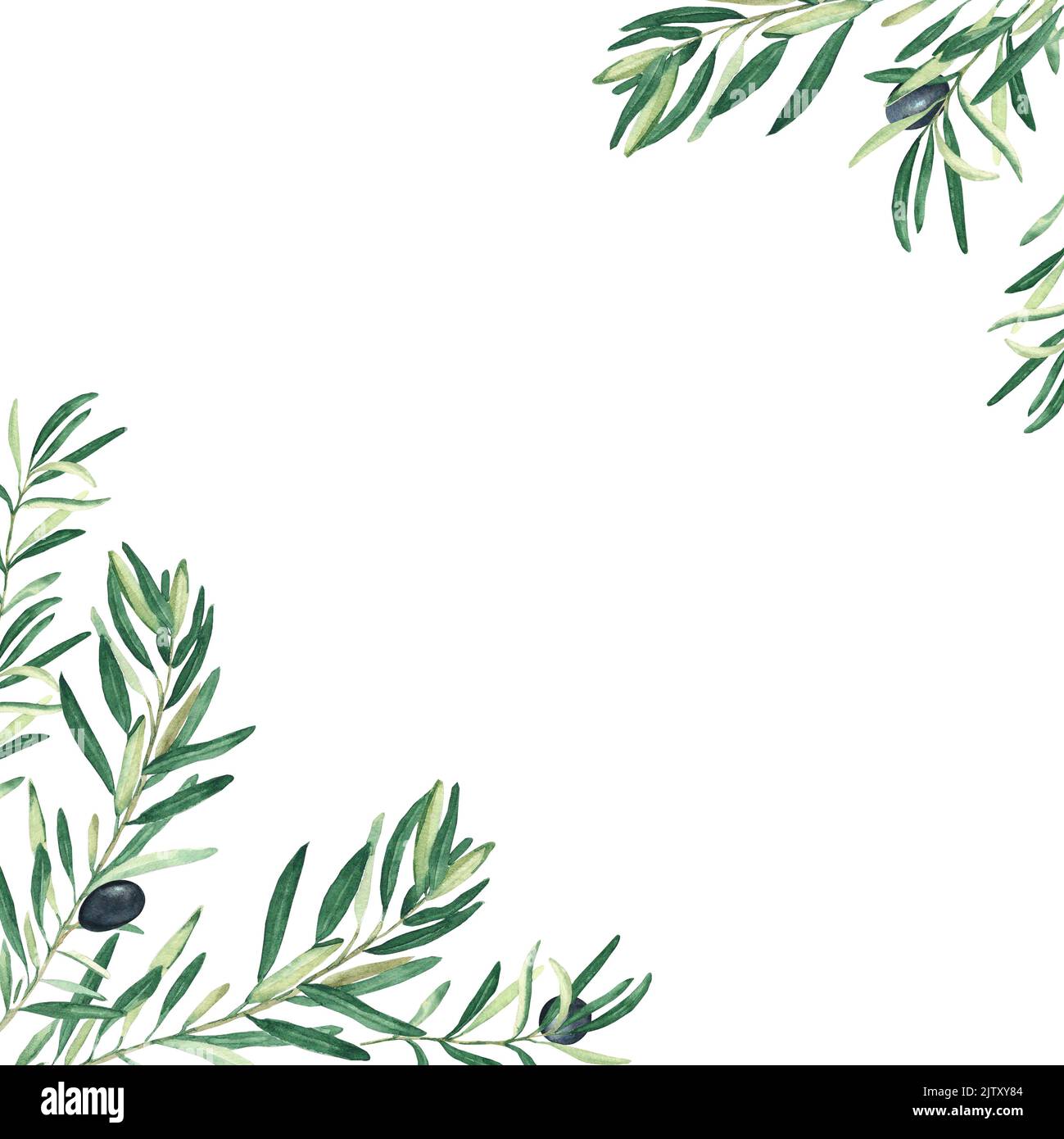 Gli angoli dell'olivo. Olive nere. Illustrazione del cibo vegano. Illustrazione botanica acquerello disegnata a mano isolata su sfondo bianco. Può essere utilizzato per Foto Stock