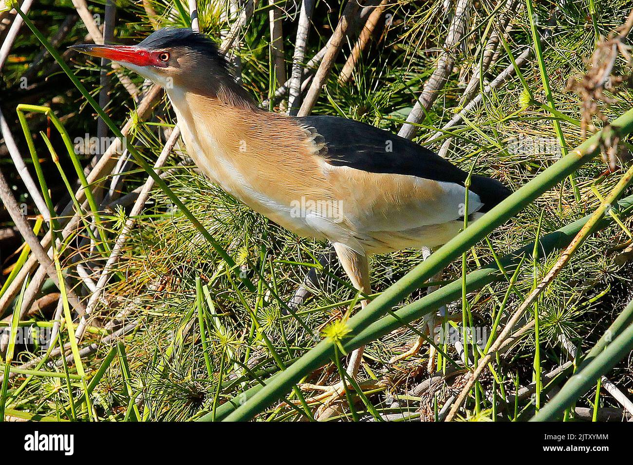 Una piccola bitterna in piedi su canne al bordo dell'acqua in attesa di pesce apparire. Foto Stock