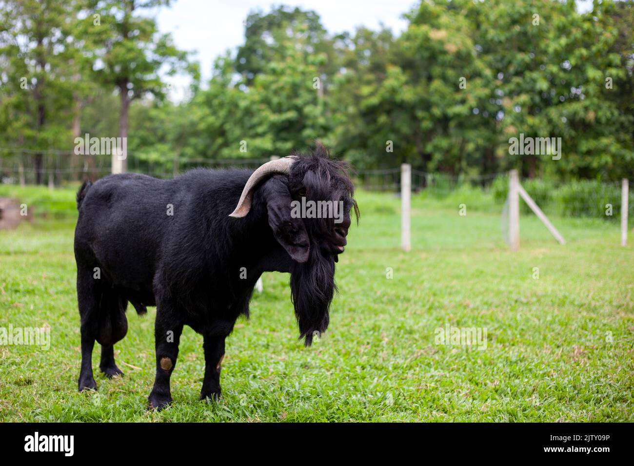 Una capra maschio con lunga barba nera si trovava su un campo verde della fattoria. Foto Stock