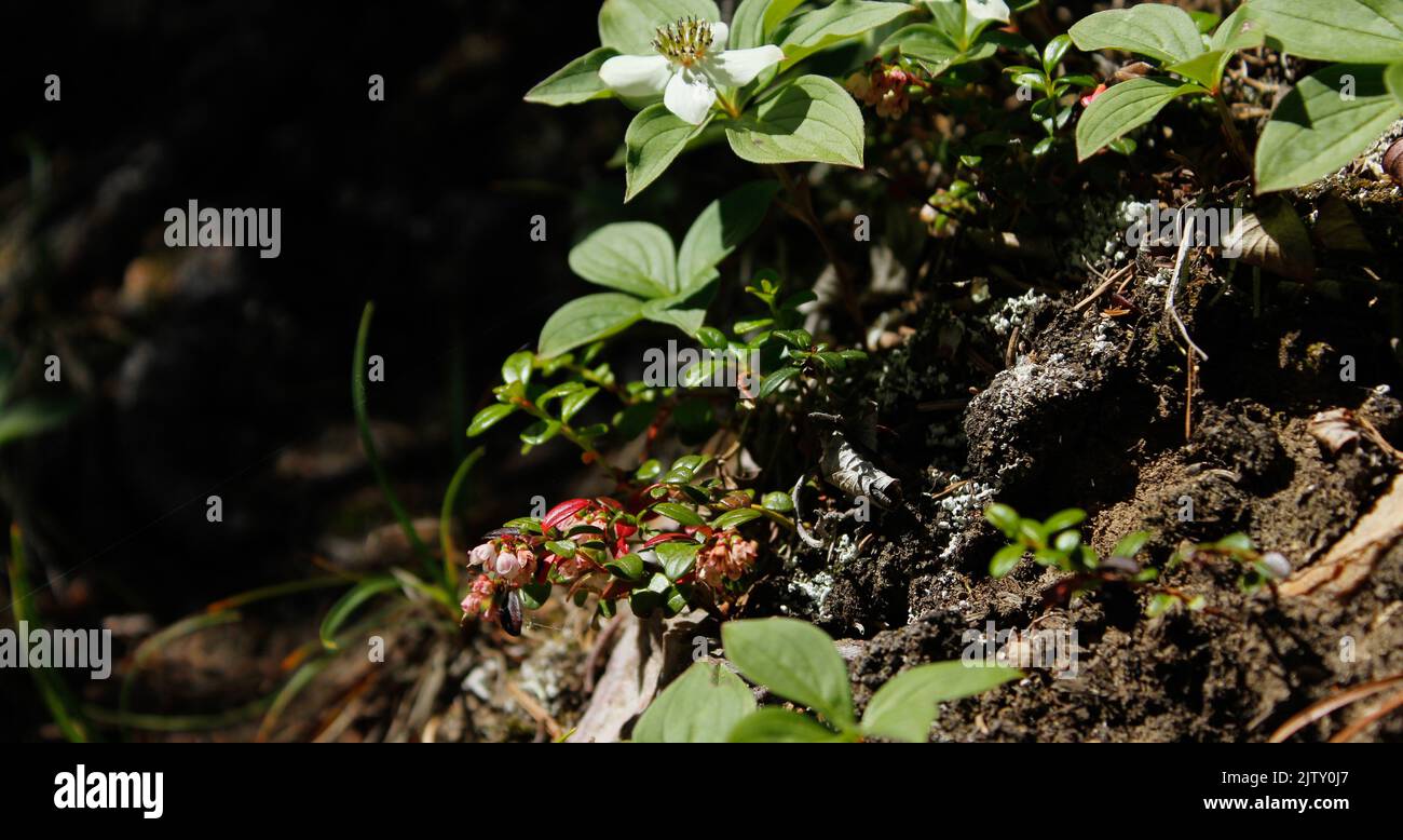 Foto ravvicinate delle piccole meraviglie spesso mancate durante un'escursione sul lago Louise. Fiori e piante locali appena fuori dal sentiero. Foto Stock