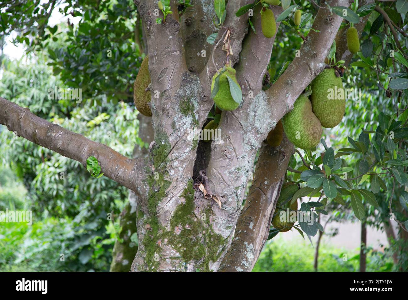 Albero di jackfruit Foto Stock
