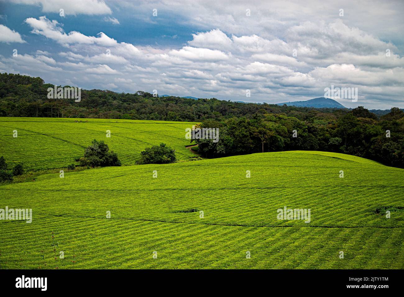 Uganda piantagioni di tè Foto Stock