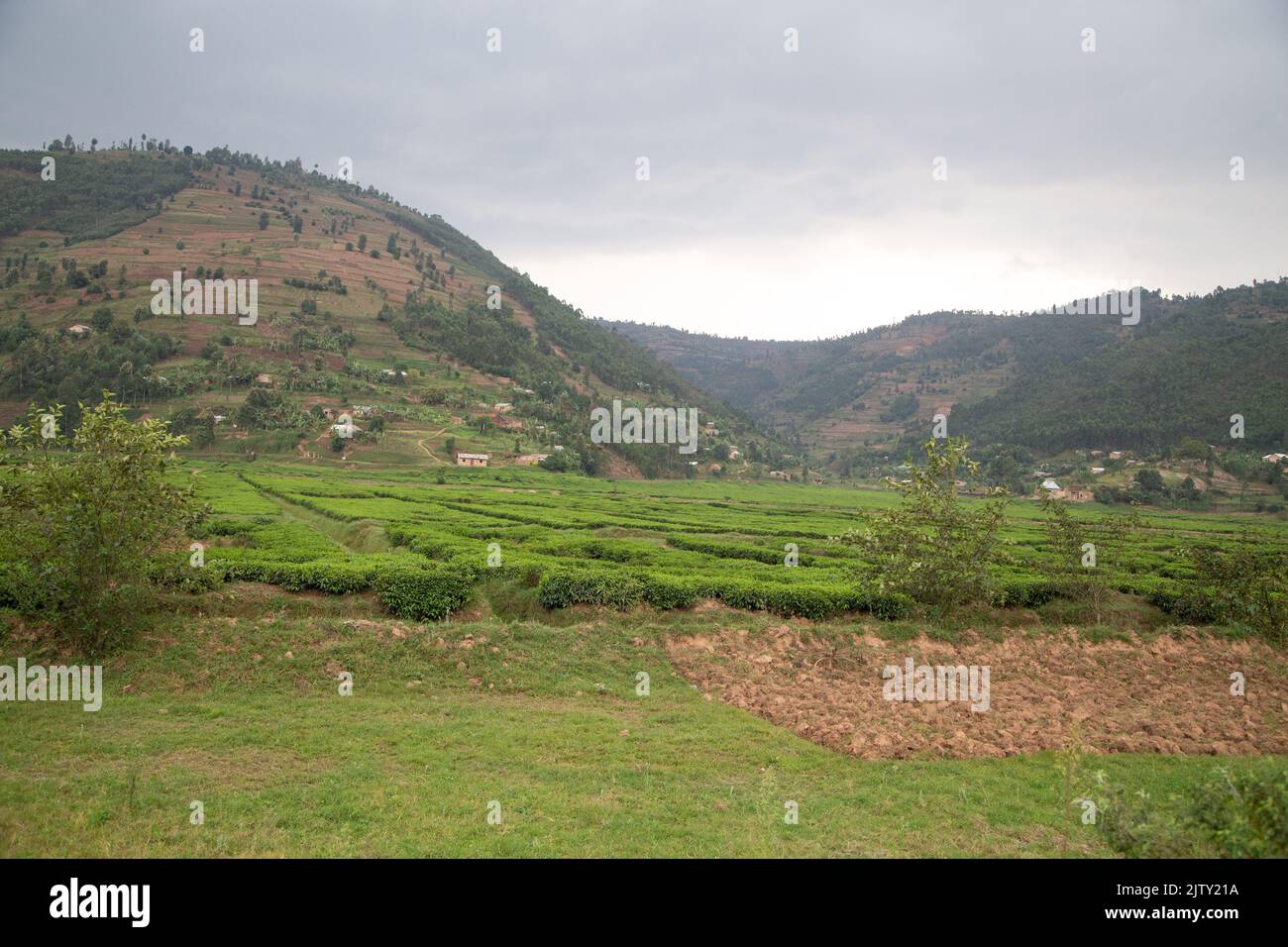 Uganda piantagioni di tè Foto Stock