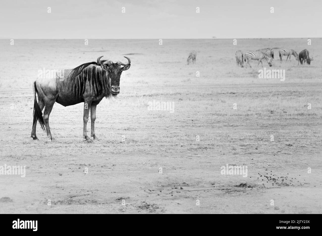 Immagine in bianco e nero di un più selvatico nel Parco Nazionale di Masai Mara Foto Stock