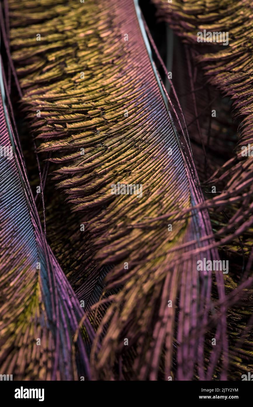 Bello e colorato uccello piuma primo piano astratto linee modello struttura naturale concetto di sfondo, bello chiaro colore contrasto concetto di immagine. Foto Stock
