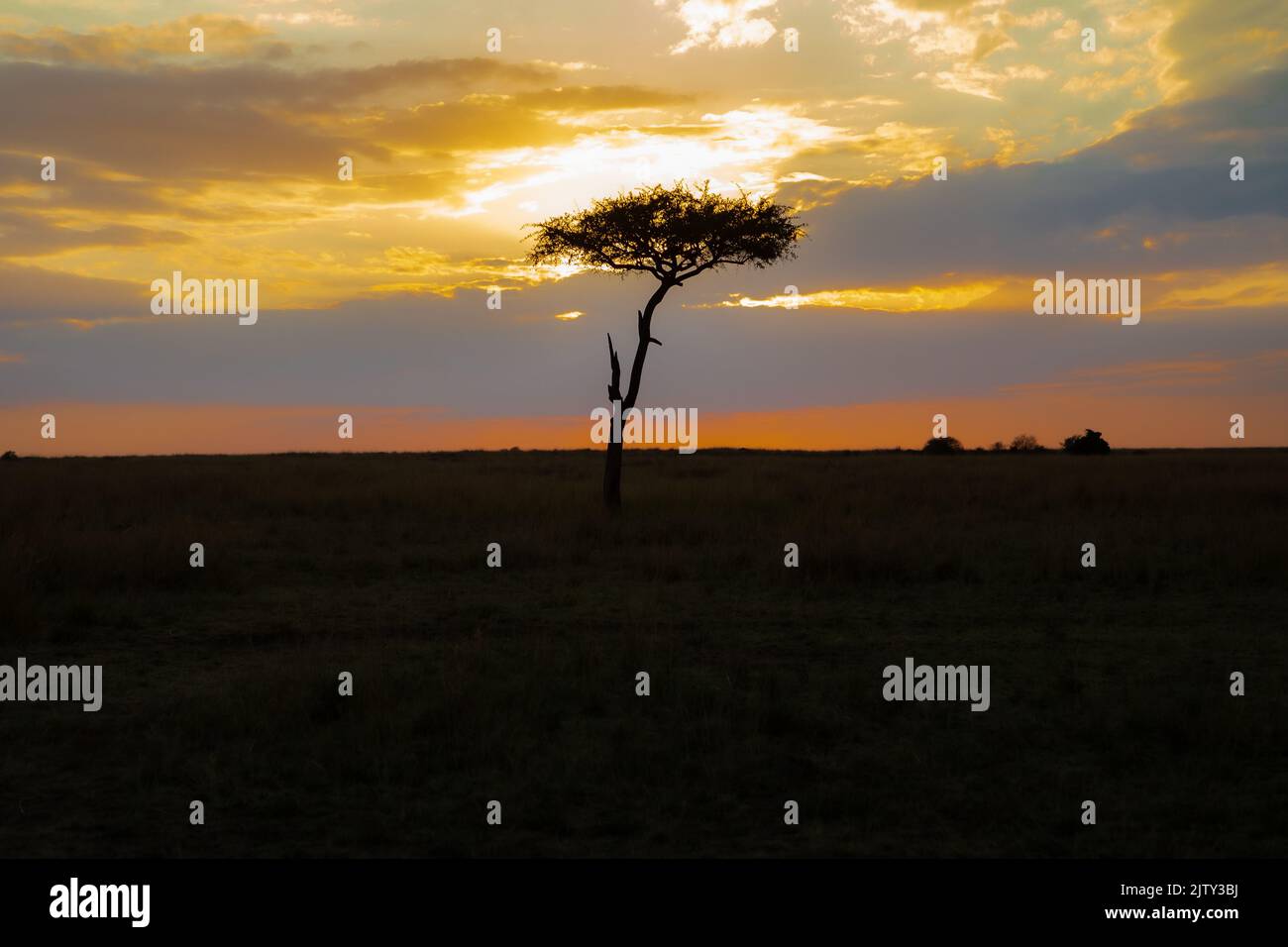 Albero contro il tramonto a Masai Mara Foto Stock
