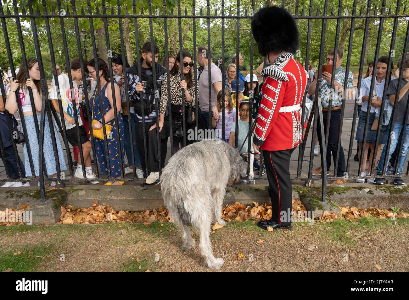 Wellington Barracks, Londra, Regno Unito. 2nd Set, 2022. Nell'ambito del programma di modernizzazione dell'esercito "Future Soldier", sono state formate due nuove società di servizio pubblico delle guardie del piede, che resuscivano le tradizioni e l'etica delle storiche e onorate battaglie 2nd Guardie irlandesi (sospese nel 1947). La prima di queste nuove società, la Number 12 Company Irish Guards, inizia il suo primo Guard Mount a Buckingham Palace il 2 settembre dopo la formazione e l'ispezione presso la Wellington Barracks prima di marciare a Buckingham Palace. Credit: Malcolm Park/Alamy Live News Foto Stock