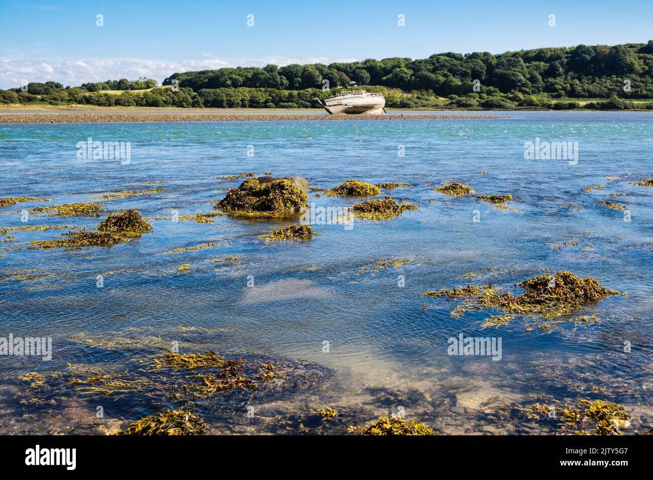 Alghe marine esposte sulle rocce mentre la marea ricava nella baia. Traeth Dulas, Isola di Anglesey, Galles del Nord, Regno Unito, Gran Bretagna. Foto Stock