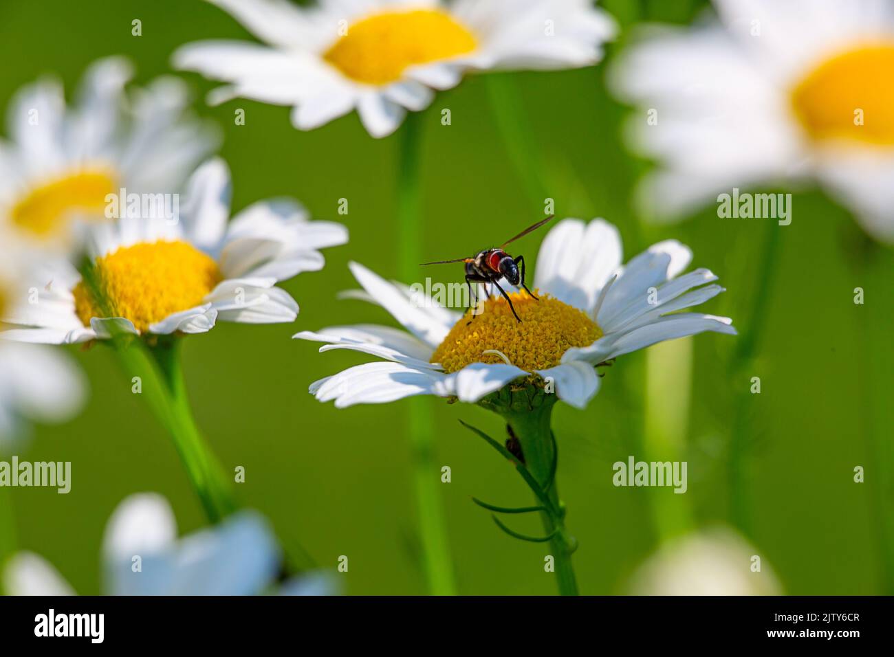 Una mosca a strisce siede su una delle margherite in una giornata di sole, la fotografia macro Foto Stock