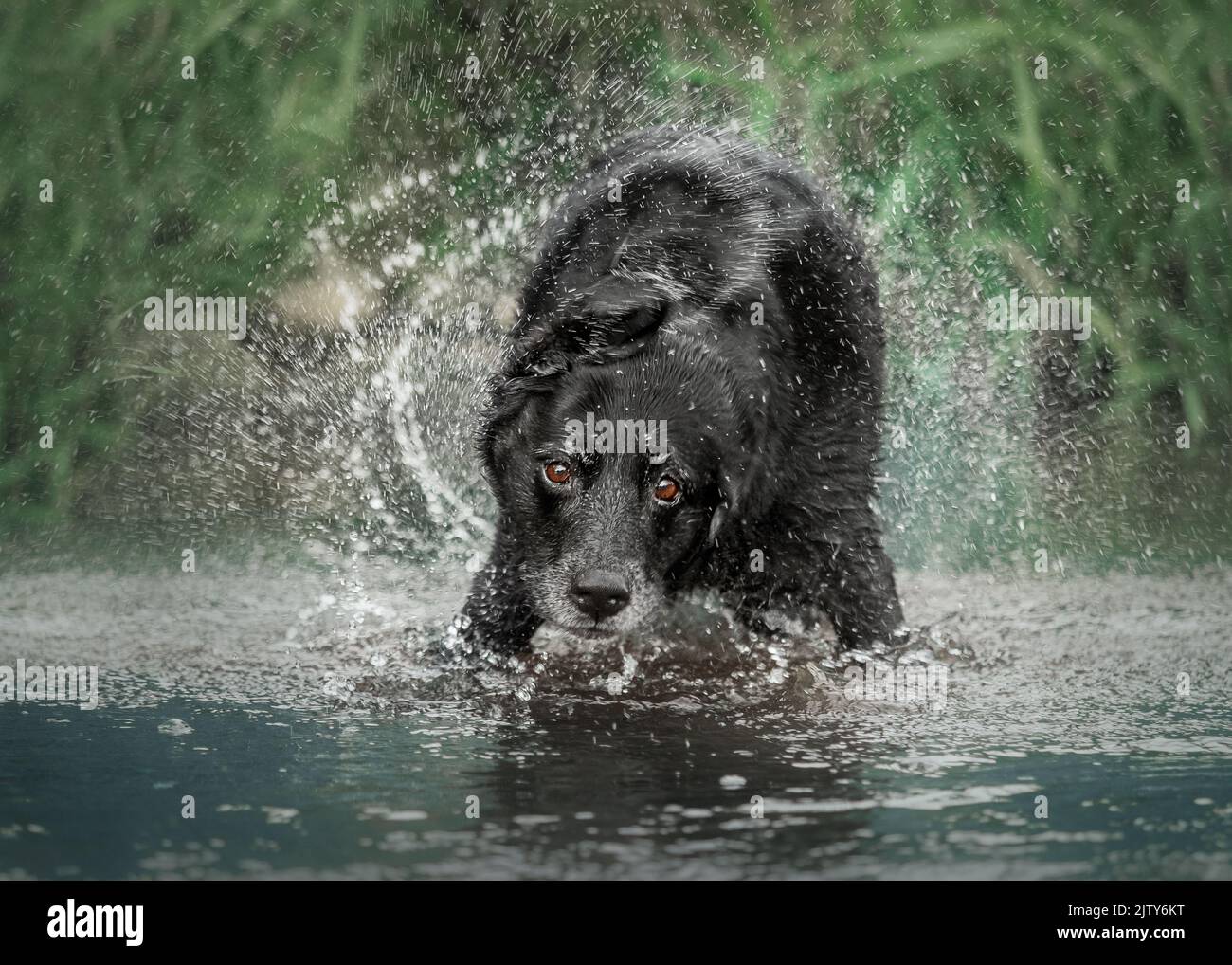 Labrador nero Foto Stock