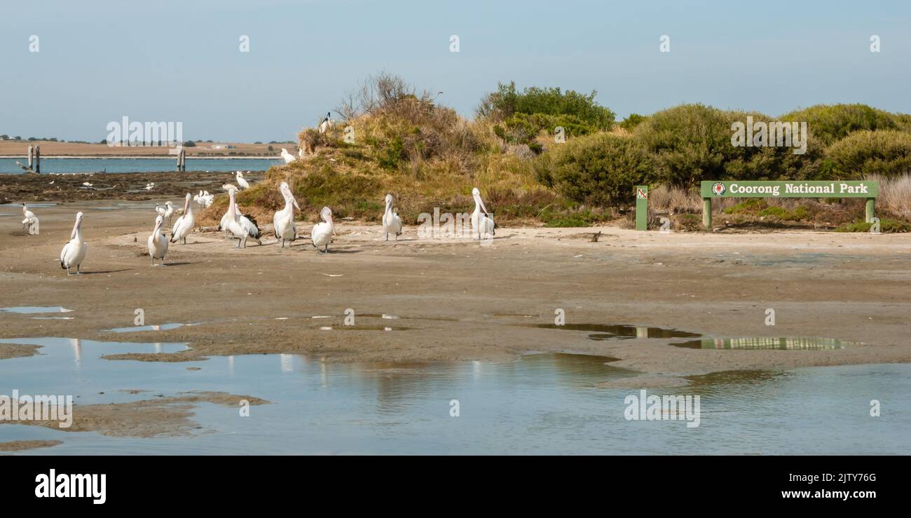 Parco Nazionale di Coorong e Pelicans Foto Stock