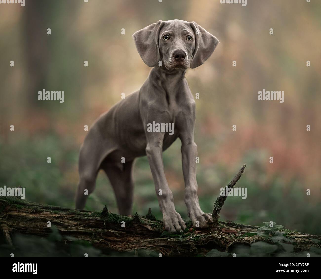 Weimerana Puppy Foto Stock