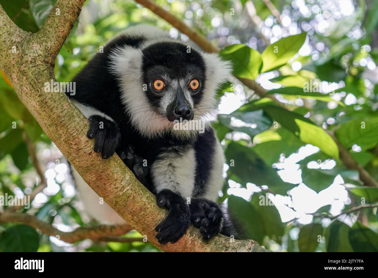 Ruffed Lemur allo Zoo di Singapore Foto Stock