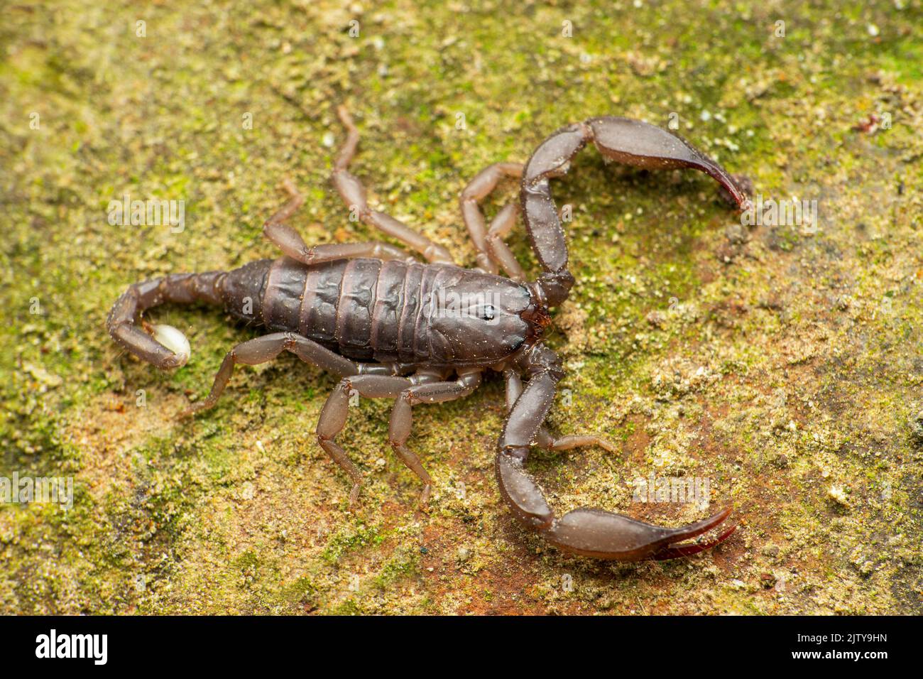 Recentemente descritto scorpione di Phaltans, Neoscorpiops phaltanensis, Satara, Maharashtra, India Foto Stock