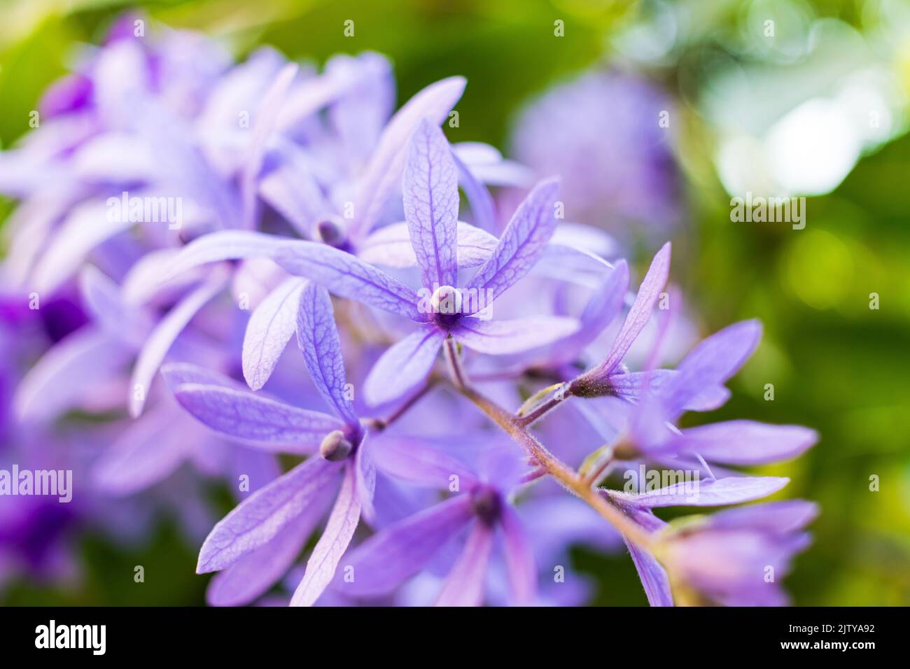 Bella vite di corona viola (Petrea Volubilis) o fiore di vite di corona della regina su sfondo sfocato Foto Stock