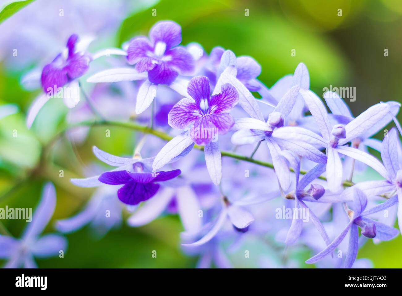 Bella vite di corona viola (Petrea Volubilis) o fiore di vite di corona della regina su sfondo sfocato Foto Stock