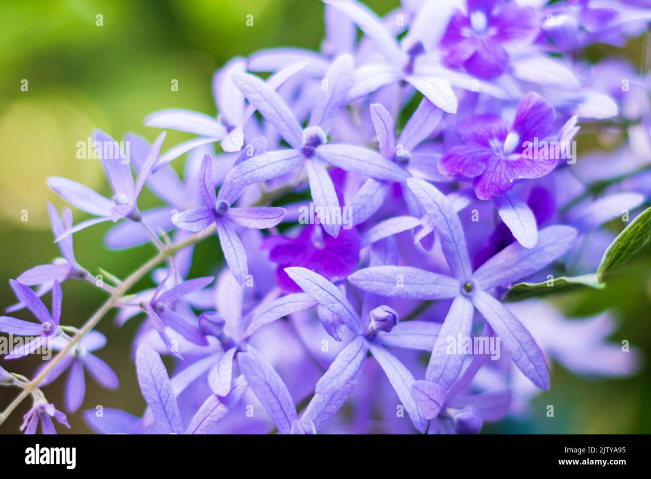 Bella vite di corona viola (Petrea Volubilis) o fiore di vite di corona della regina su sfondo sfocato Foto Stock